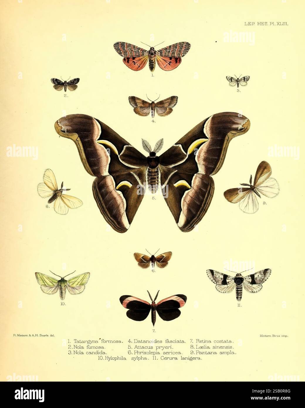 Illustrations, of, typical, specimens, of, Lepidoptera, Heterocera, in ...