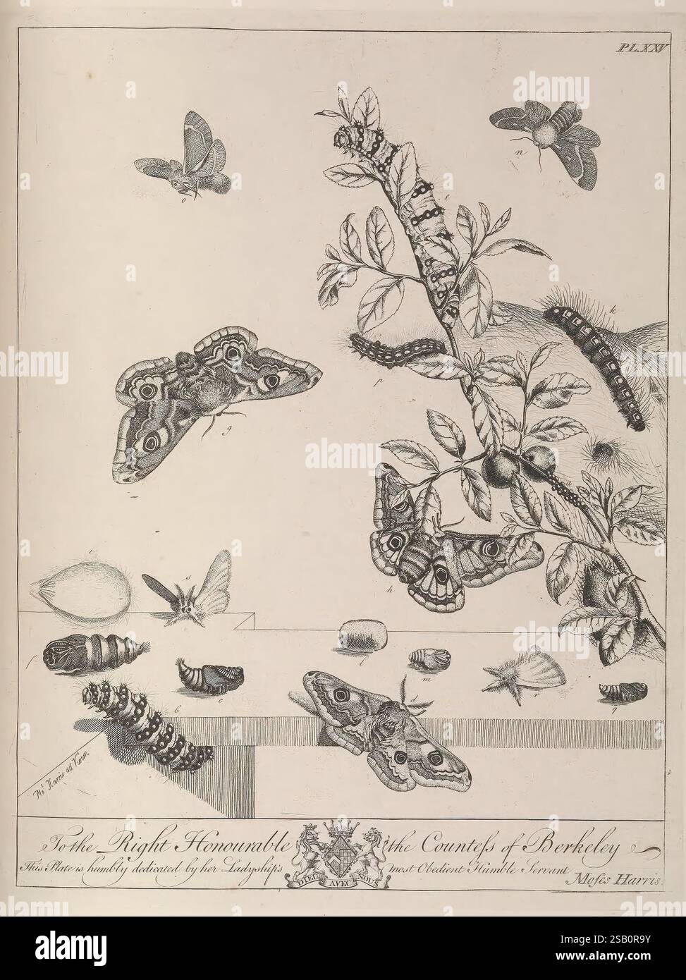Evolution Moth Process Alongside different life stages of moths hi-res stock photography and ...