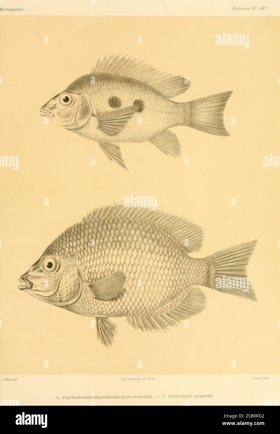 Ruby Snapper Eyes Histoire physique, naturelle, et politique de Madagascar, Paris, Impr ...
