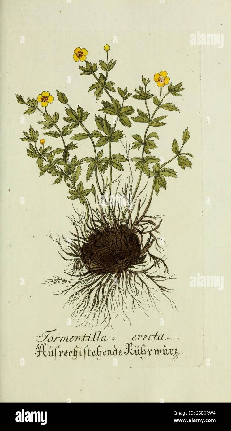 Plantarum indigenarum et exoticarum icones ad vivum coloratae, oder ...
