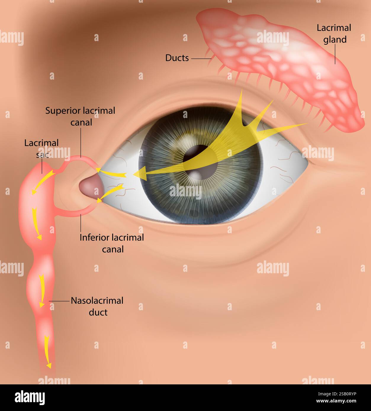 Human Tear Drainage System Anatomy Lacrimal Apparatus and Tear Flow