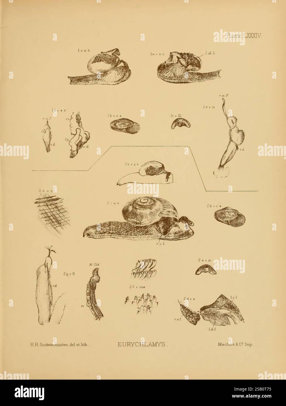 Land, and, freshwater, Mollusca, of, India, London, Taylor and, Francis ...