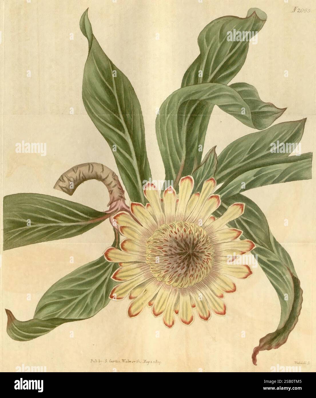 curtis-s-botanical-magazine-london-new-york-botany-periodicals