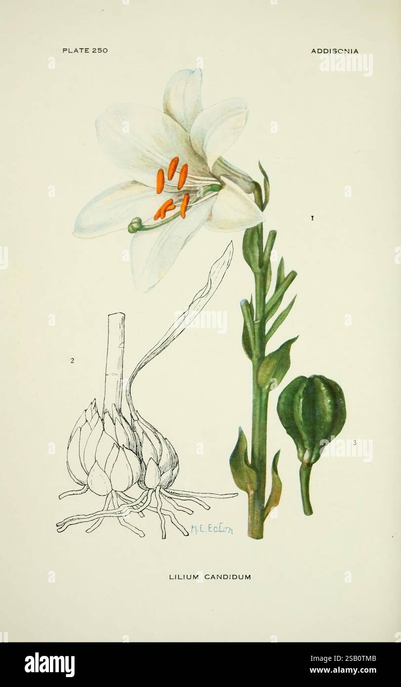 Addisonia, New York, New York Botanical Garden, 1916-1964, periodicals ...