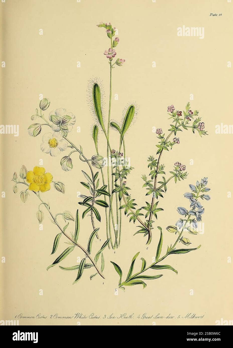 British wild flowers illustration hi-res stock photography and images ...