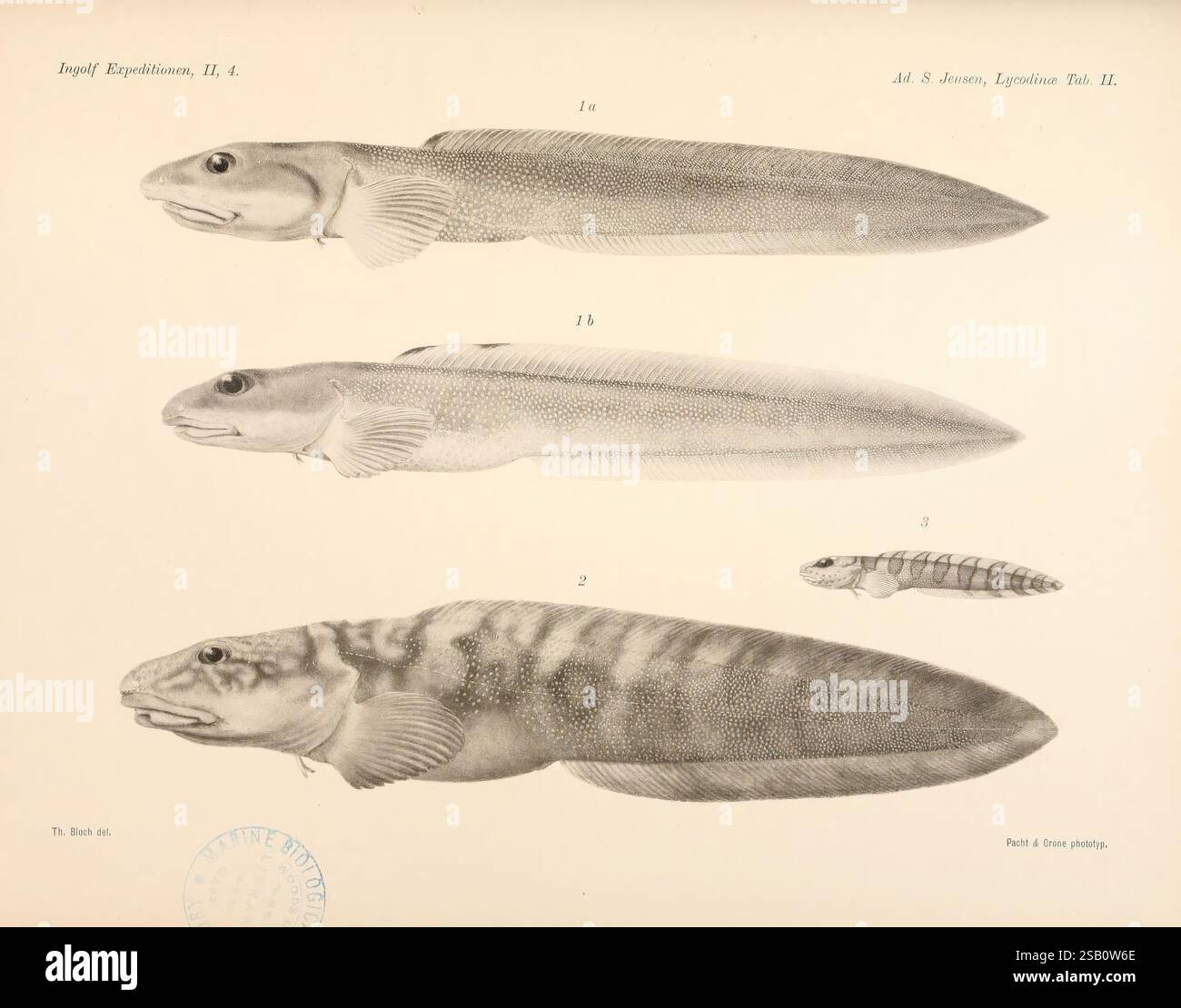 Distinct Fish Fish exhibit elongated bodies hi-res stock photography and images - Alamy