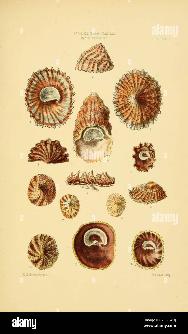 Characteristic On Shell Thesaurus conchyliorum, or Monographs of genera of shells v.5 plates ...
