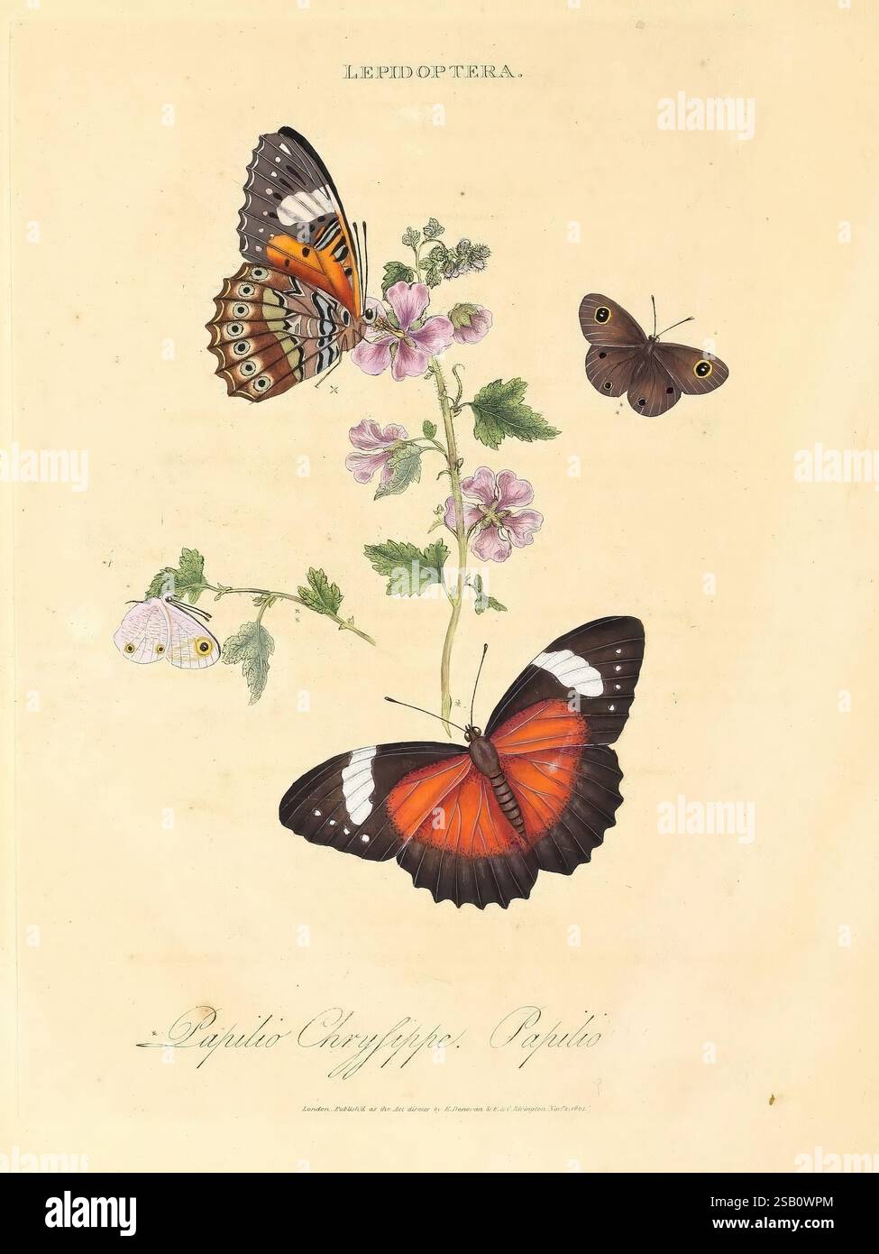 Polynesia Insects An epitome of the natural history of the insects of New Holland, New ...