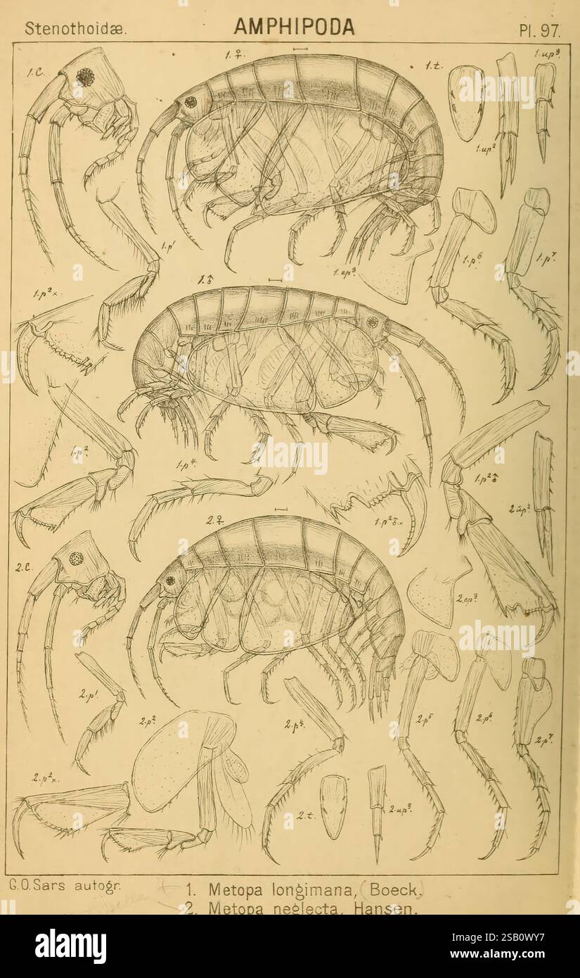 Crustaceans Multiple Image An account of the Crustacea of Norway Christiania, A. Cammermeyer, 1895 ...