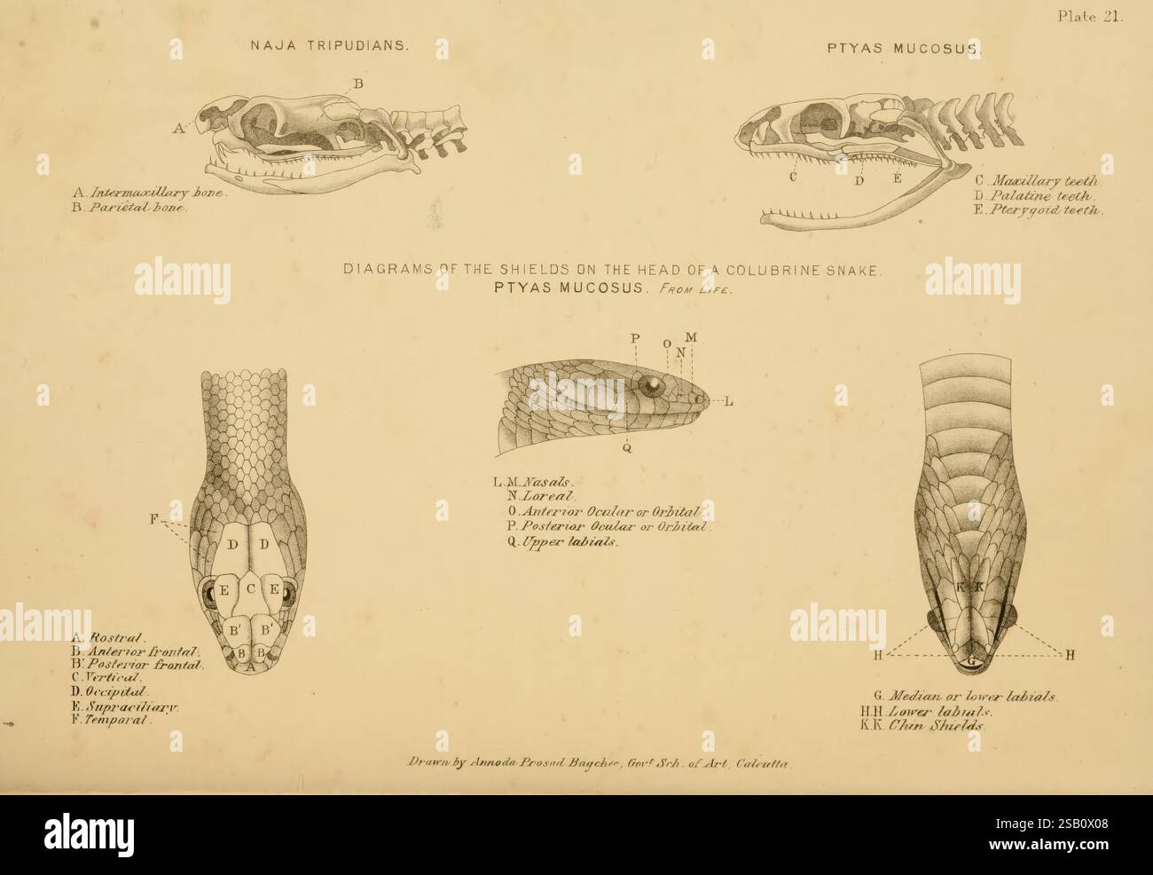 The poisonous snakes of India London J. & A. Churchill 1878 India ...