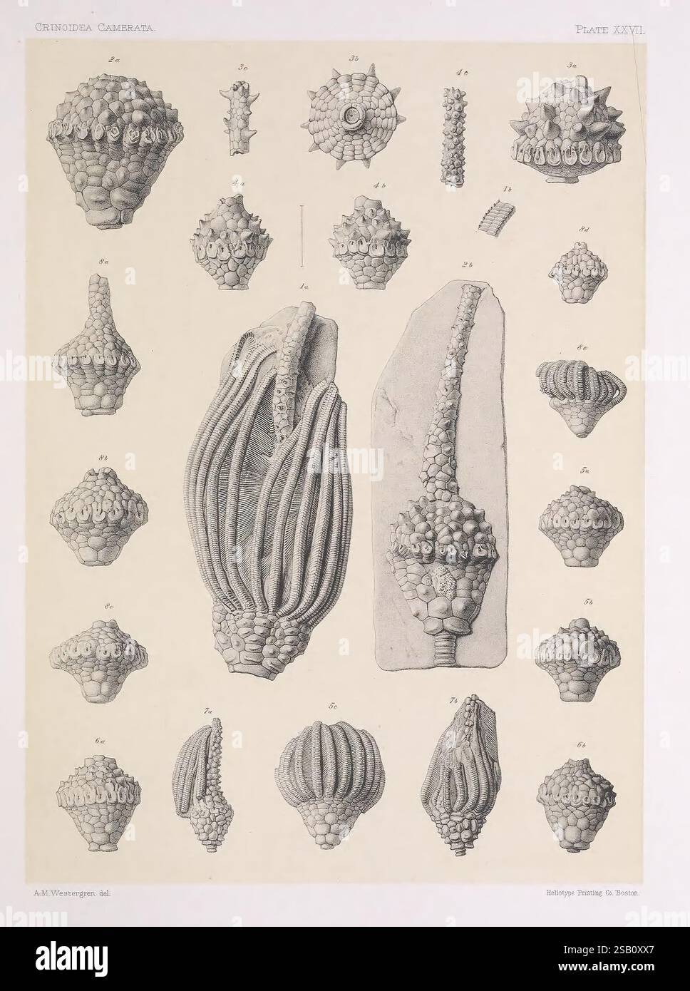 Fossil species catalog hires stock photography and images Alamy