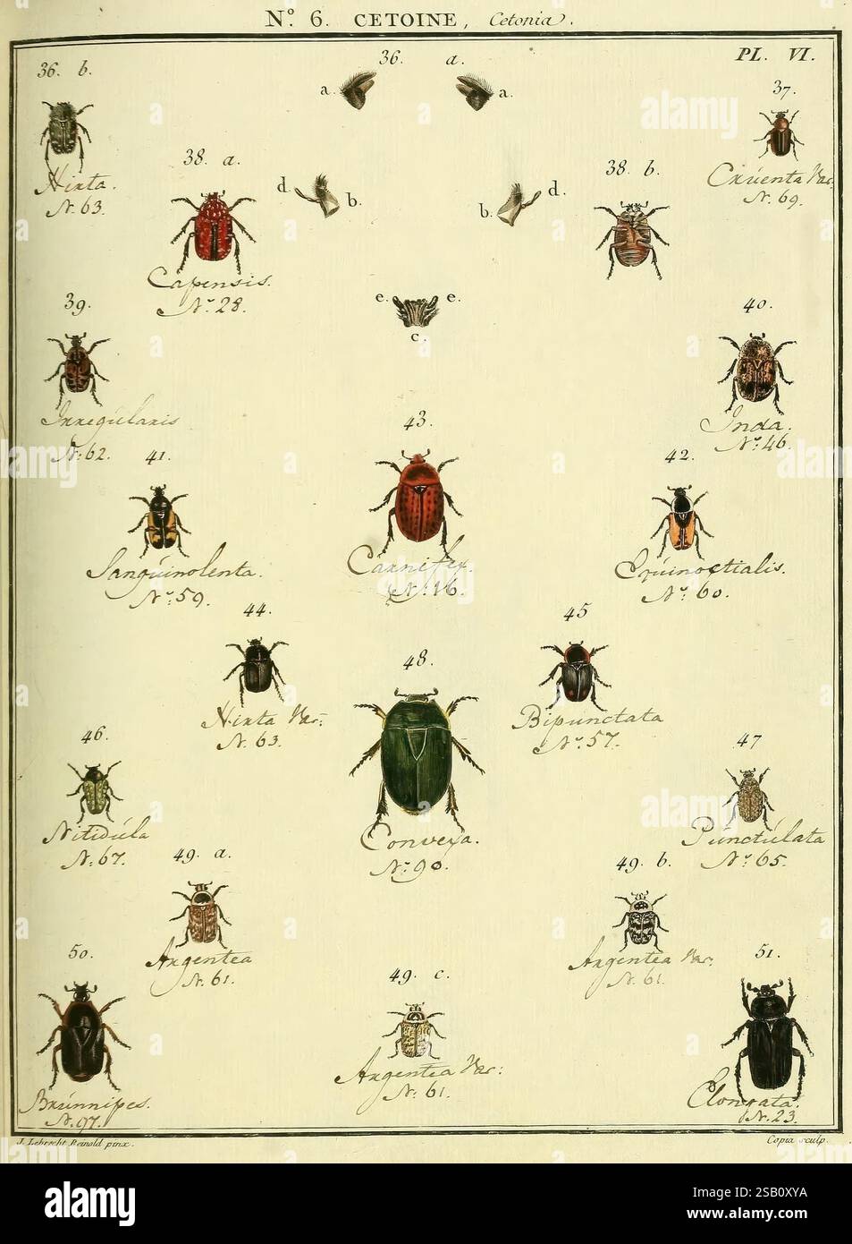 Entomologie, ou, Histoire naturelle des insectes, A Paris, De l ...