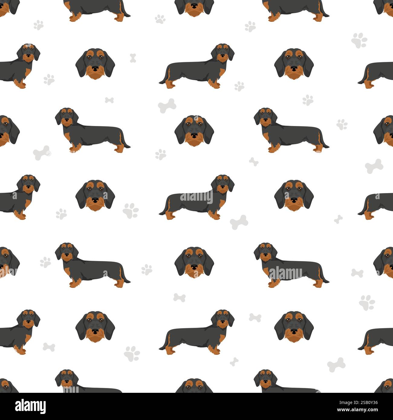 Dachshund wire haired dog seamless pattern. Different coat colors set.  Vector illustration Stock Vector