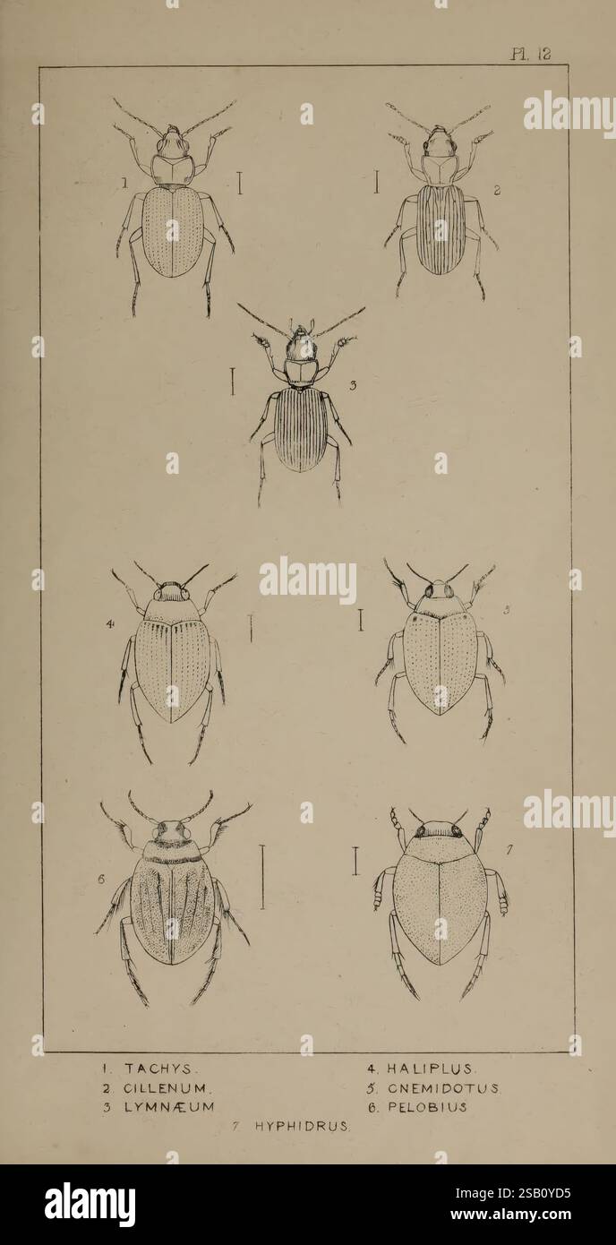 Seven distinct beetle species hi-res stock photography and images - Alamy