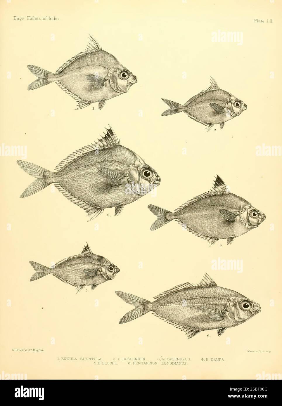 The fishes of India, [1875]-1878. India, Burma, Indian Ocean, Sri Lanka ...