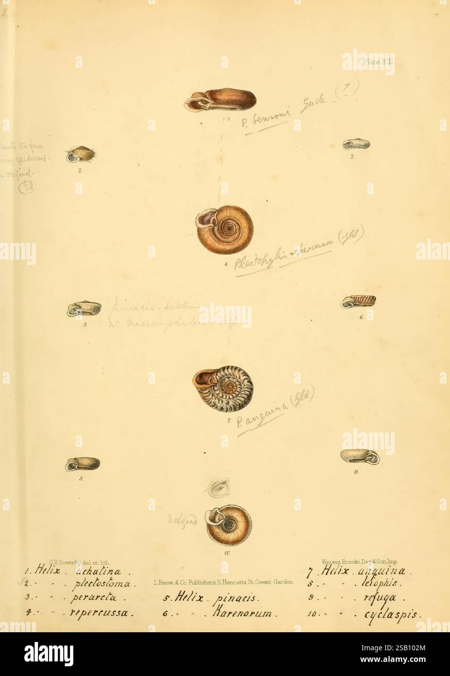 Additional shell designs hi-res stock photography and images - Alamy