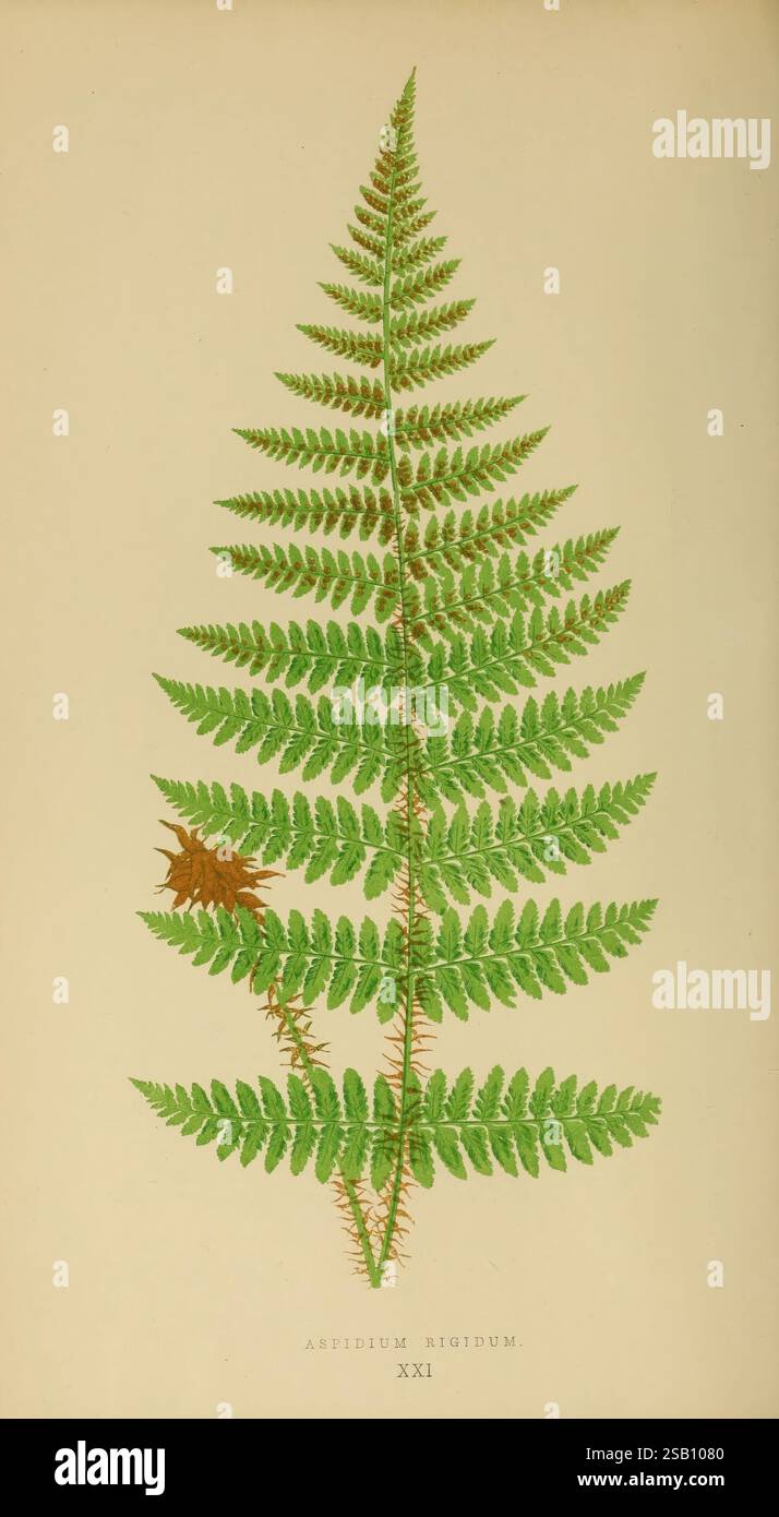 Ferns British and exotic, 185660, ferns, A detailed botanical
