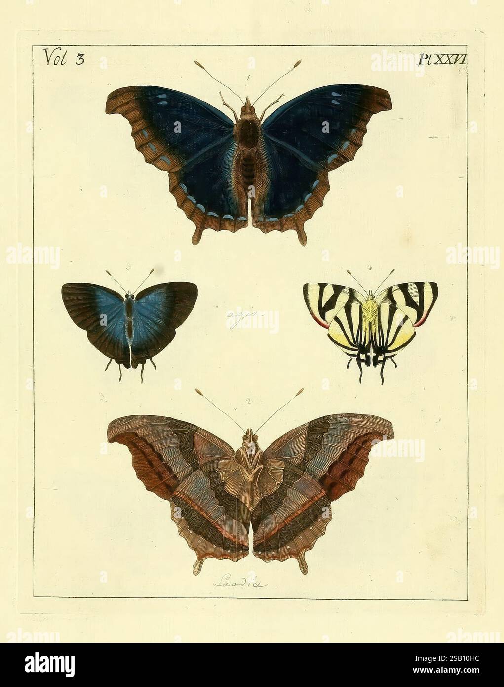 First butterfly showcases prominent blue wings hi-res stock photography ...