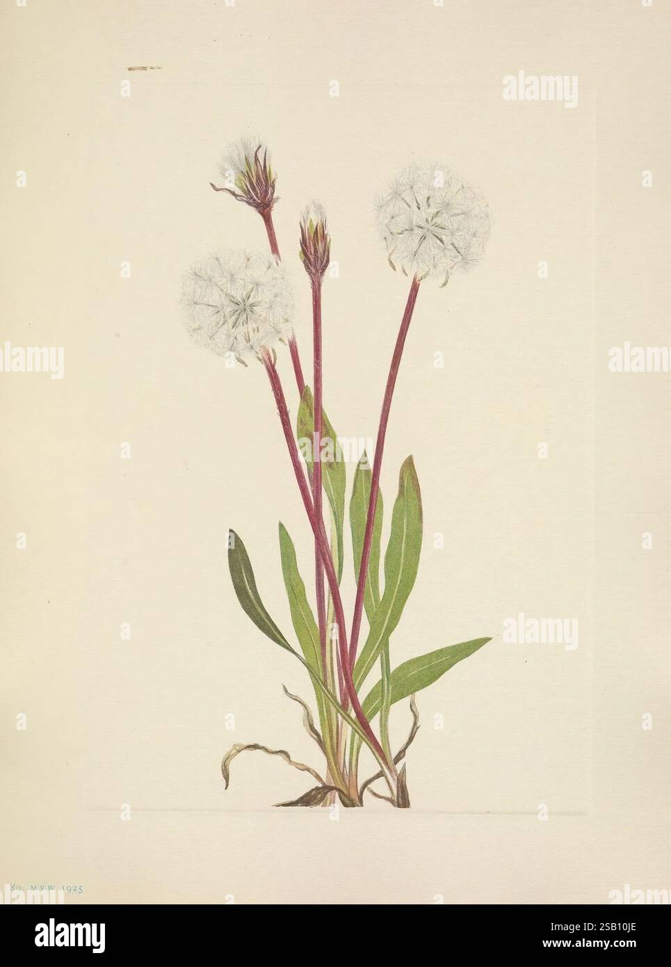 Graceful cluster atop long stems hi-res stock photography and images ...