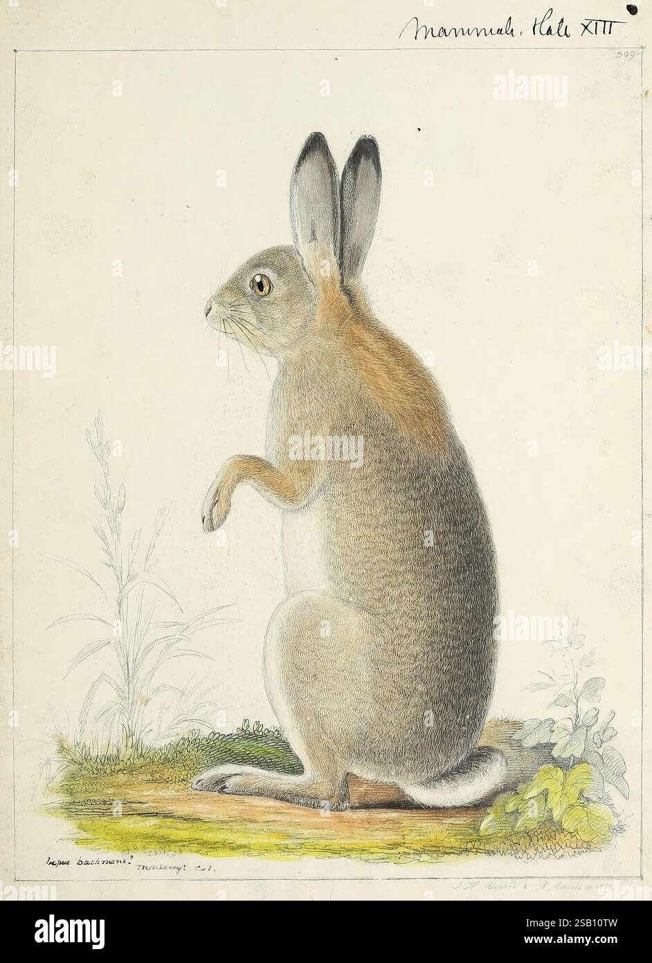 Catalogue, North American, mammals, with, drawings, and, proof, of