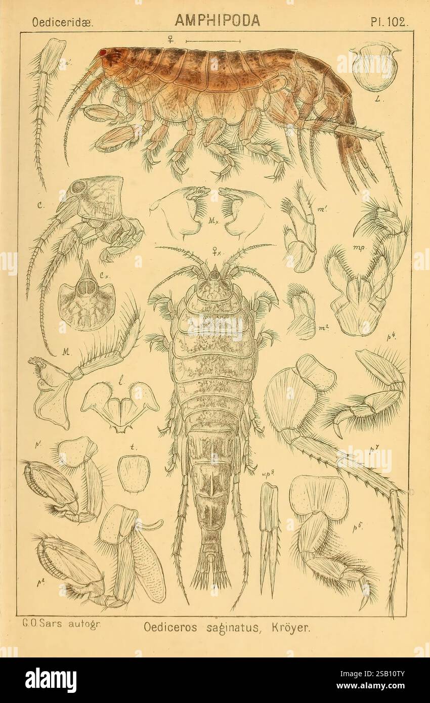 An account of the Crustacea of Norway, Christiania, A. Cammermeyer ...