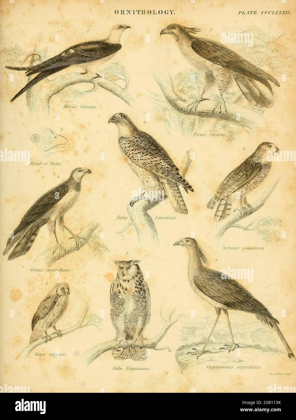Richard Prum An introduction to the natural history of birds, Dublin, Adam and ...