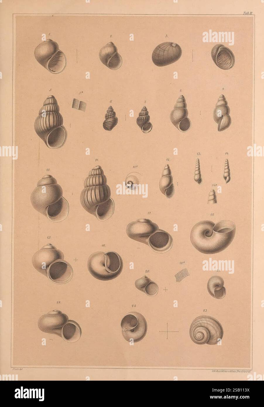 Arctic Shells Educational representation of different shell species hi-res stock ...