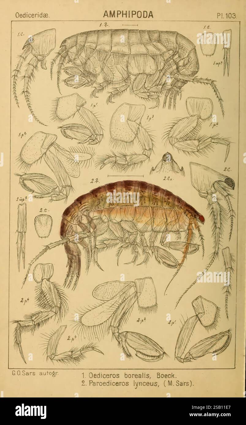 An account of the Crustacea of Norway Christiania A. Cammermeyer 1895 ...