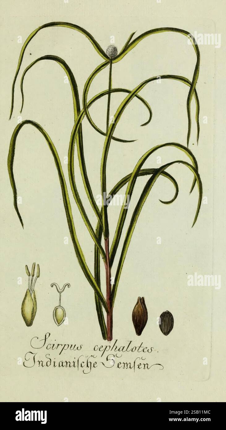 Plantarum indigenarum et exoticarum icones ad vivum coloratae, oder ...