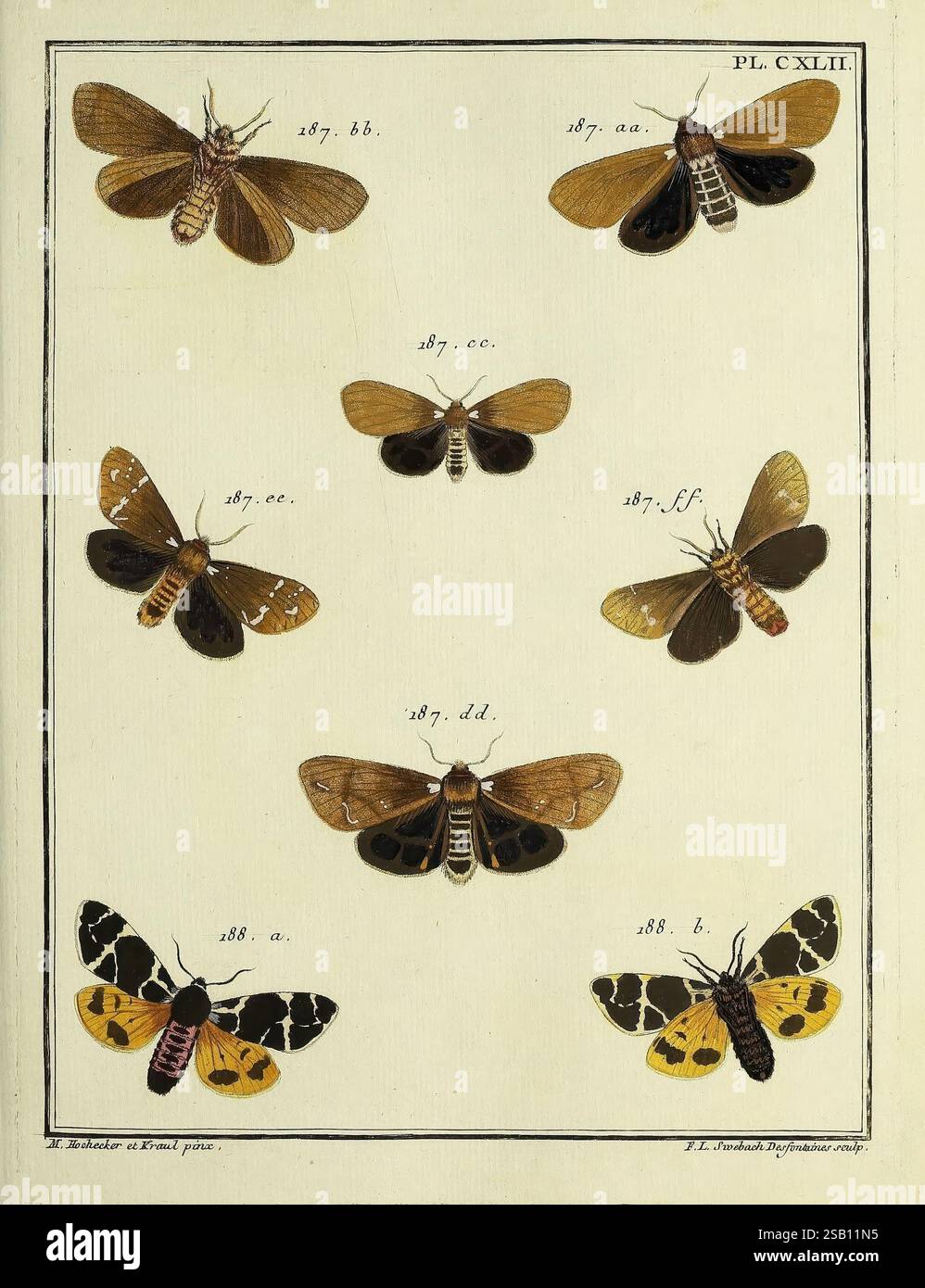 Nine distinct moth species hi-res stock photography and images - Alamy