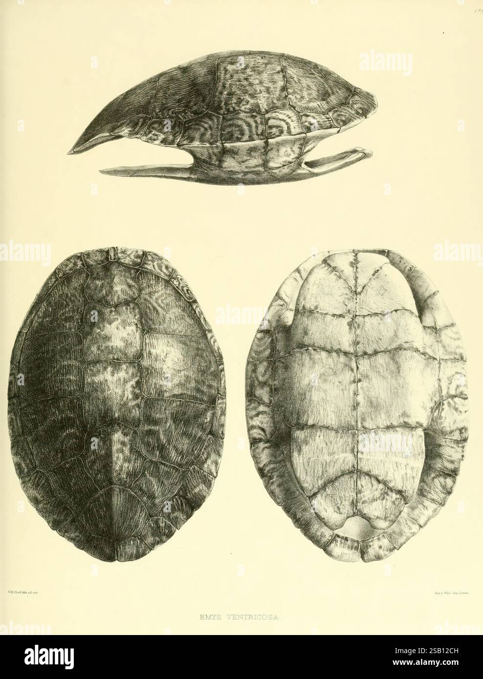 Catalogue of shield reptiles in the collection of the British Museum