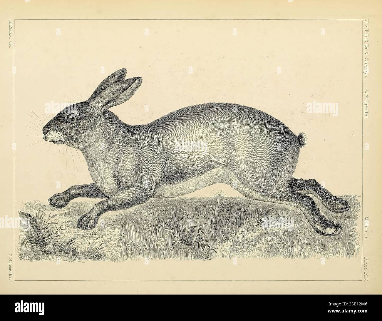 Catalogue, North American, mammals, with, drawings, and, proof, of