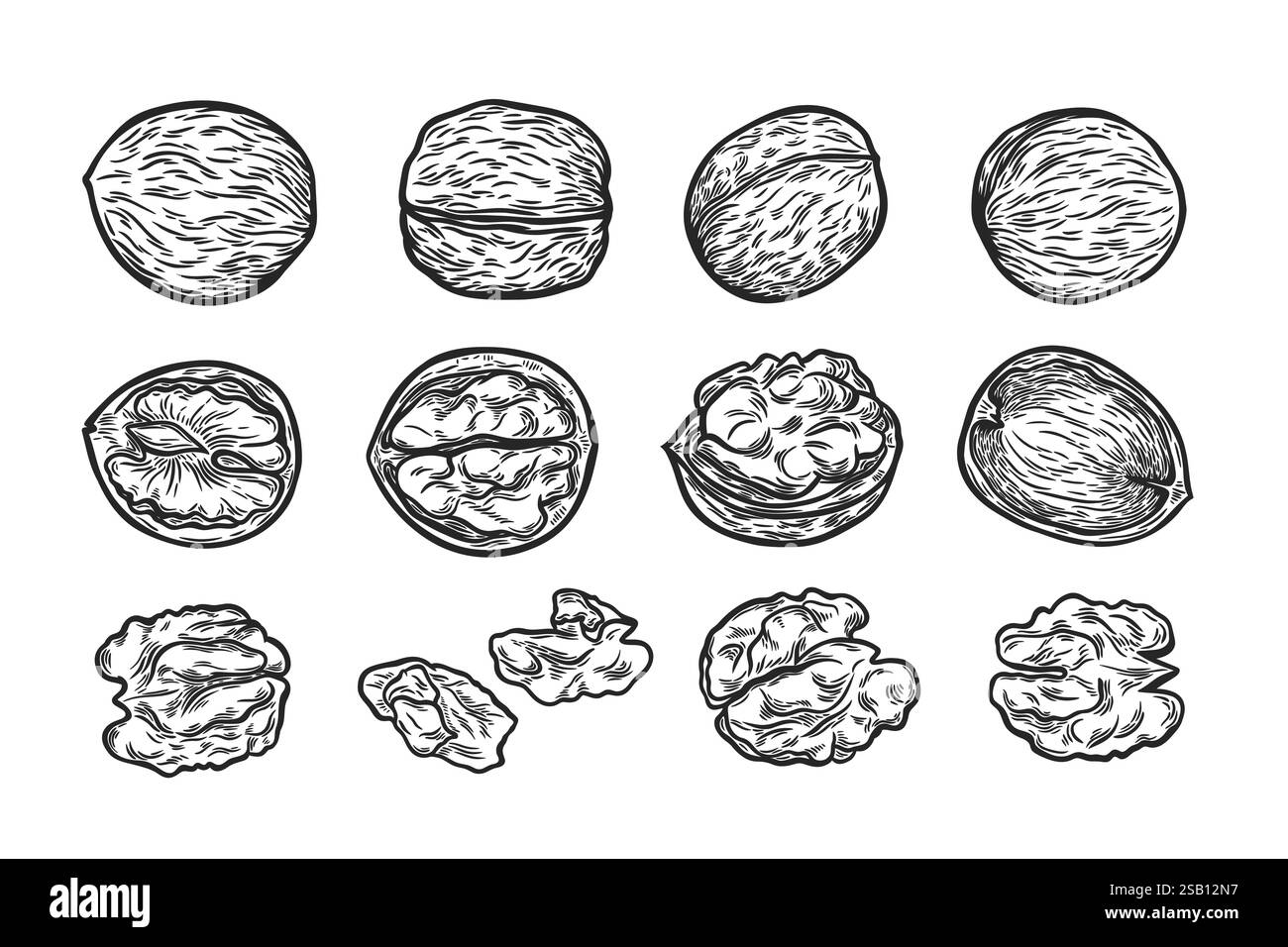 A large set with the image of walnuts Stock Vector