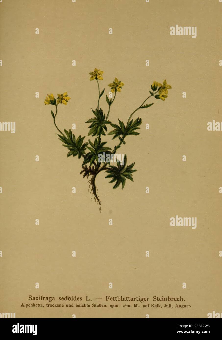 Stand atop slender stems hi-res stock photography and images - Alamy