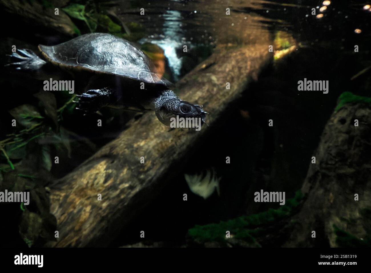 Territory of new guinea hi-res stock photography and images - Alamy