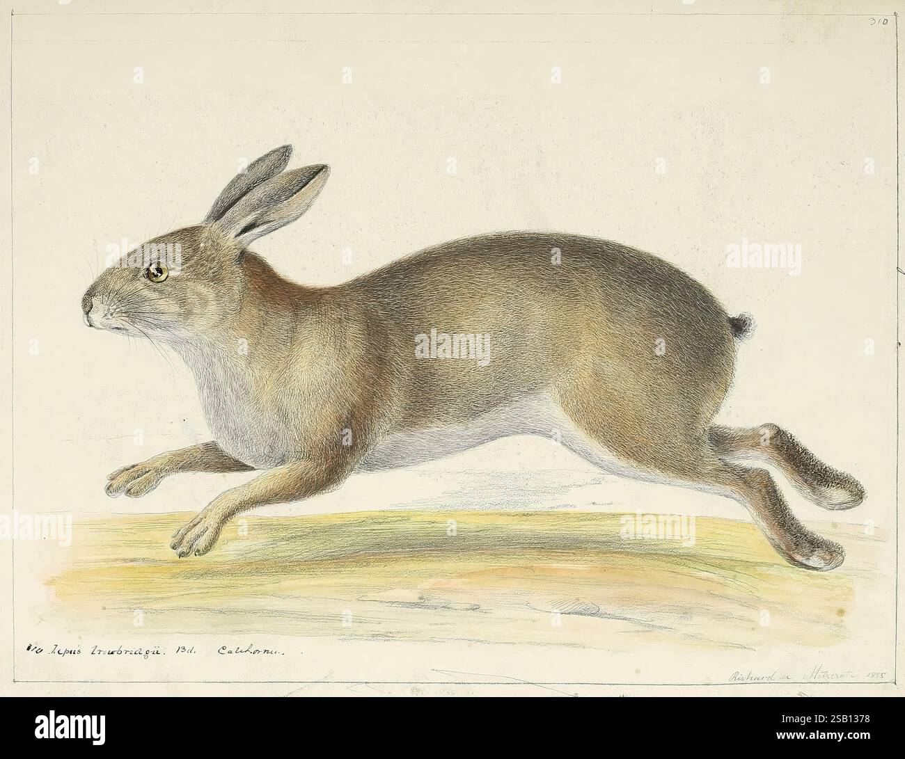 Catalogue, North American, mammals, with, drawings, and, proof, of