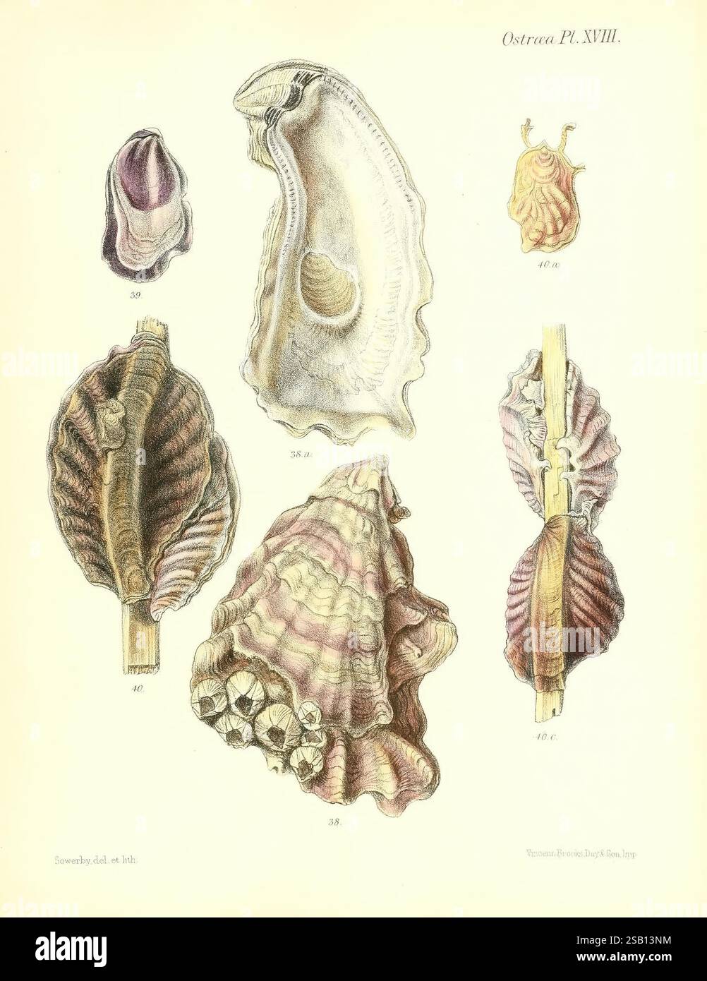Conchologia iconica, or Illustrations of the shells of molluscous ...