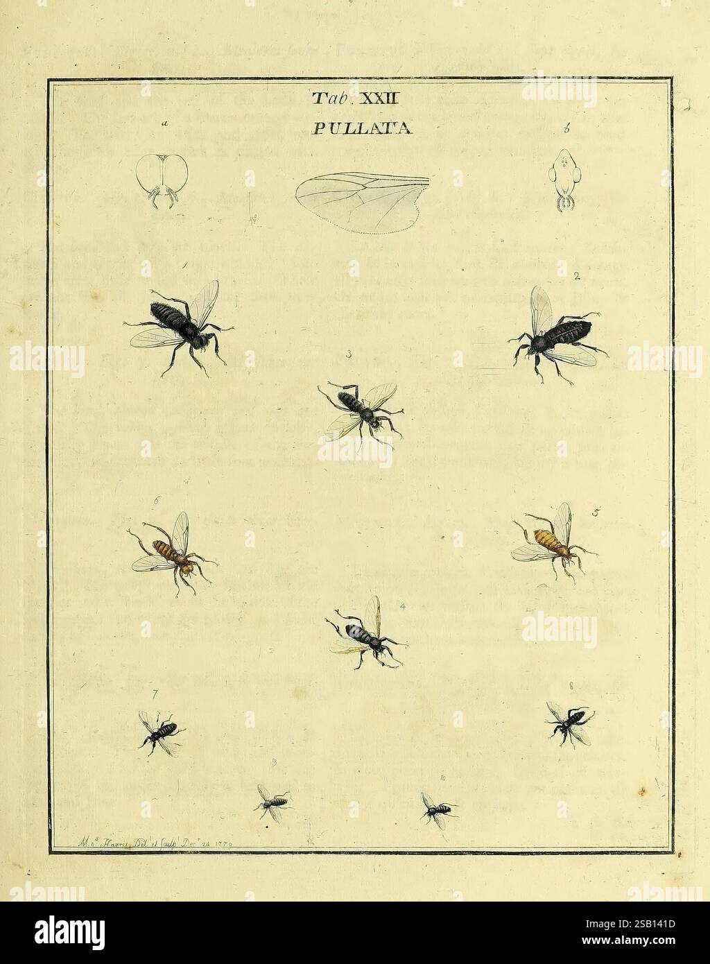 Fly Perspective Insect Exposition des insectes que se trouvent en Angleterre, Londres, B ...
