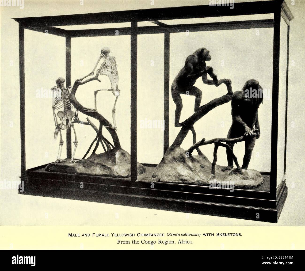 Human evolution stages hi-res stock photography and images - Alamy