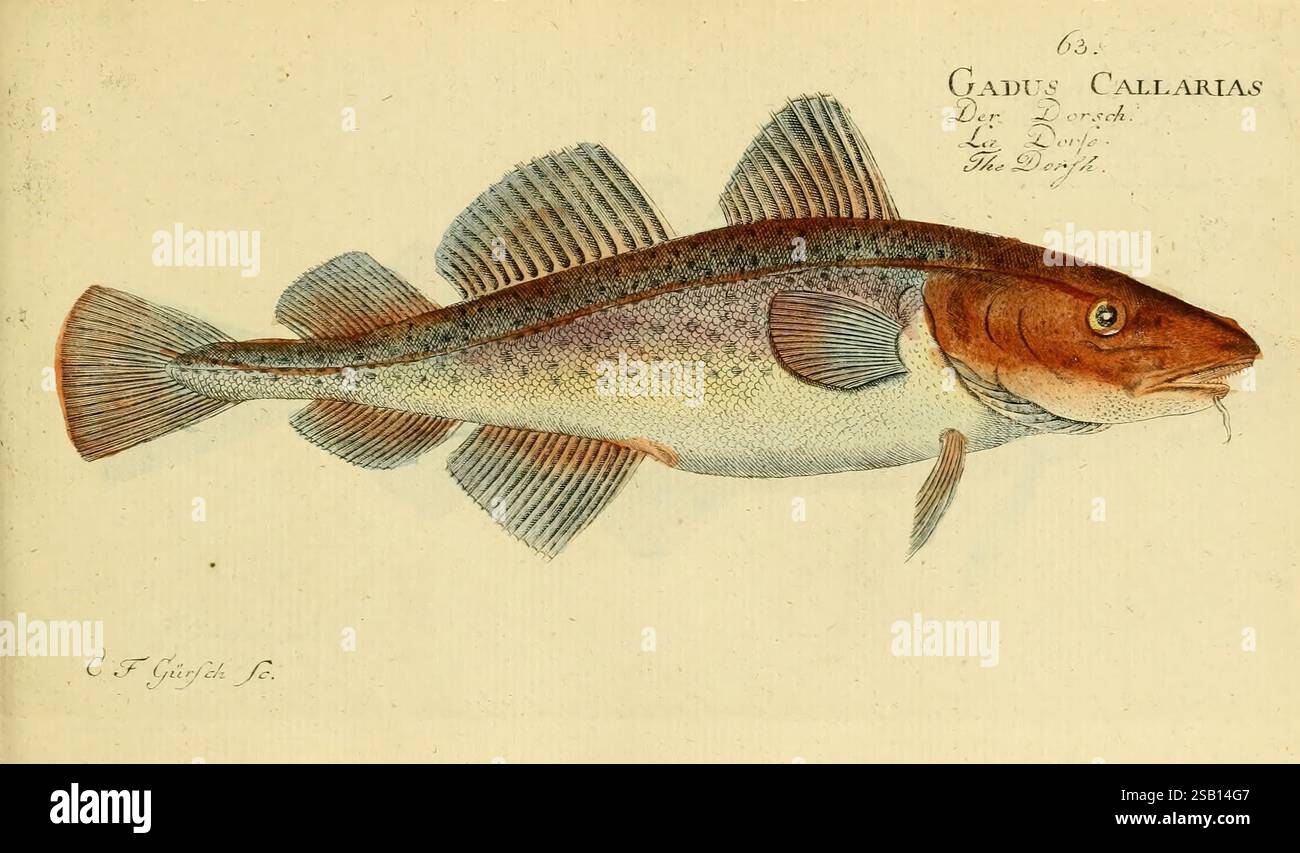 Cod Poisson Ichthyologie ou Histoire naturelle des poissons, Berlin, Chez l'auteur ...