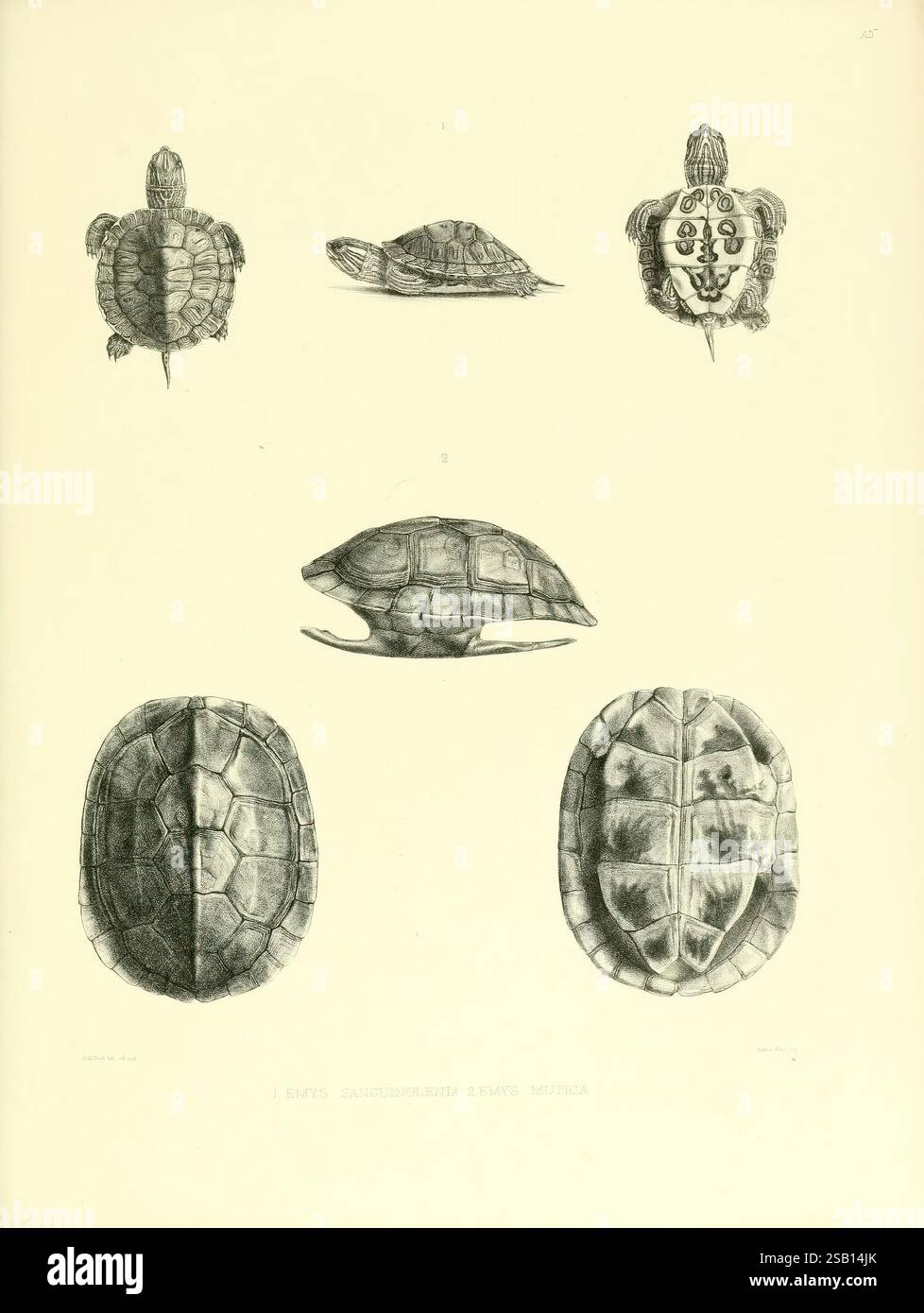 Catalogue of shield reptiles in the collection of the British Museum