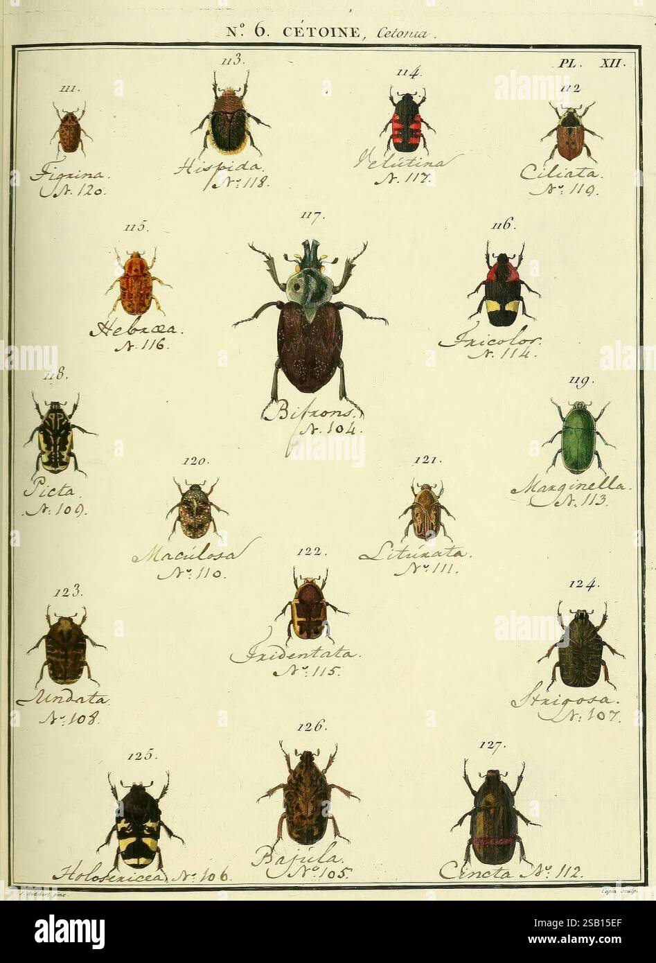 Numbered Insects Entomologie, ou, Histoire naturelle des insectes, A Paris, De l ...