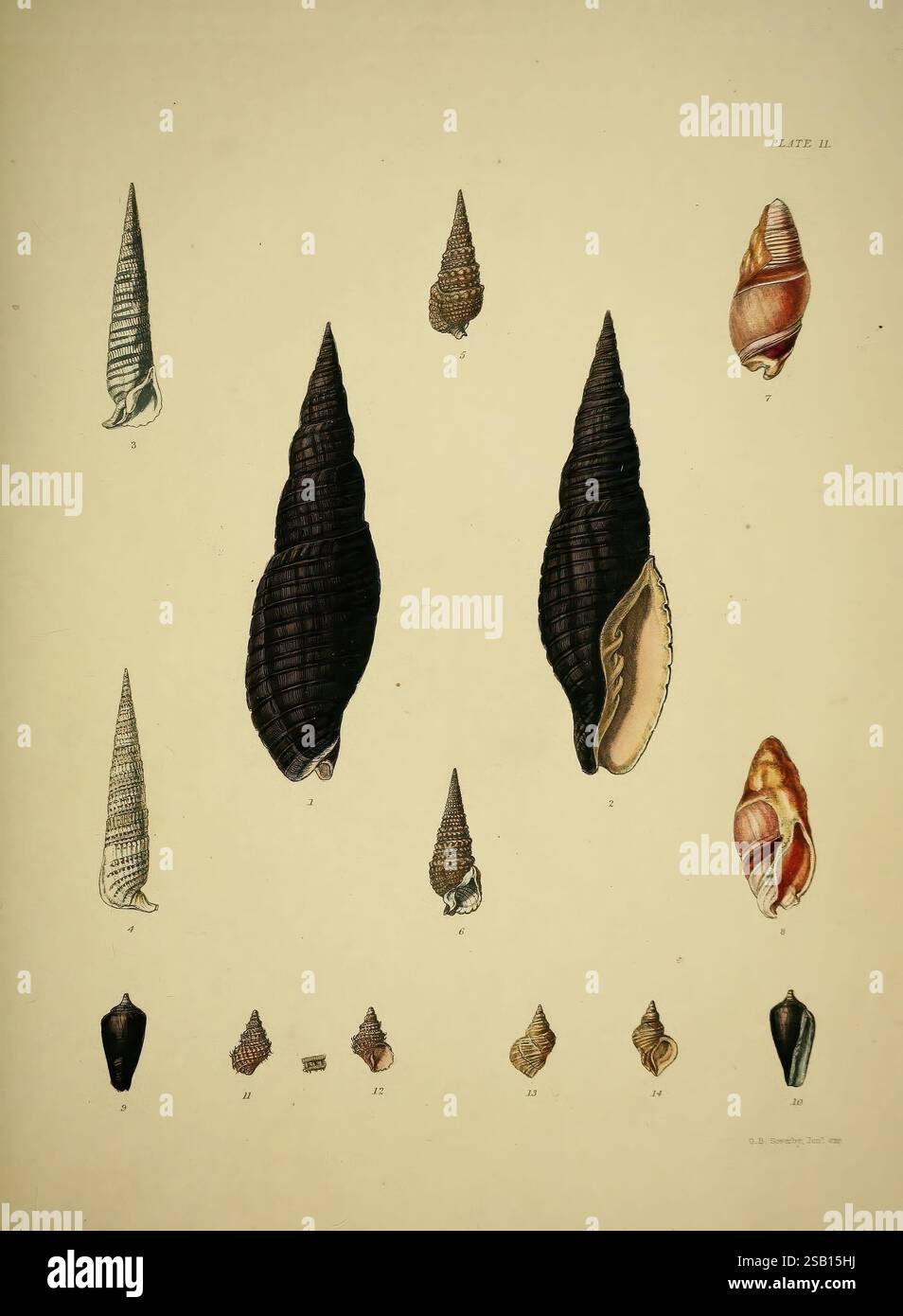 Rounded shell stands hi-res stock photography and images - Alamy