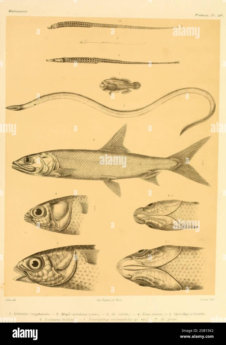 Different fish display distinct characteristics hi-res stock ...
