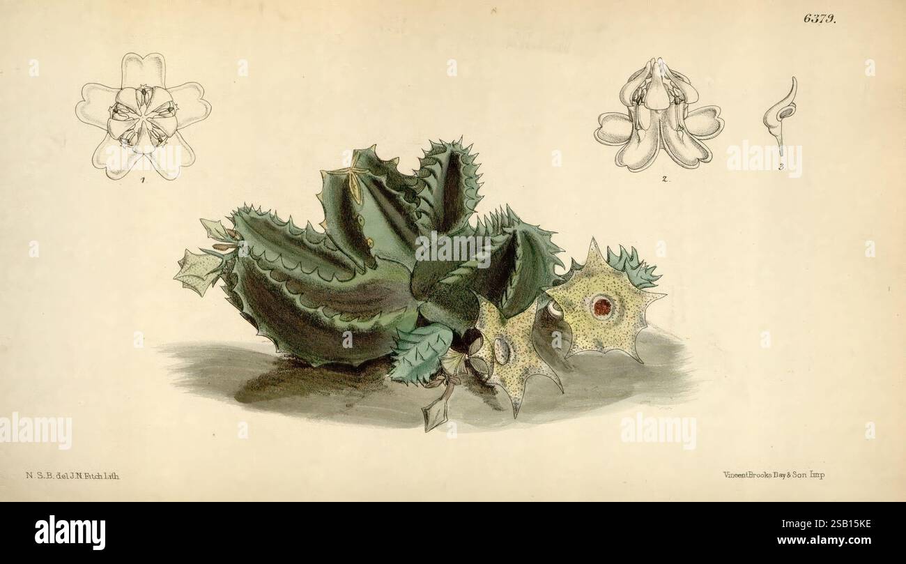 Huernia thuretii taxonomy hi-res stock photography and images - Alamy