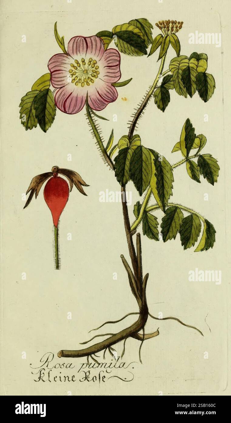 Plantarum indigenarum et exoticarum icones ad vivum coloratae, oder ...