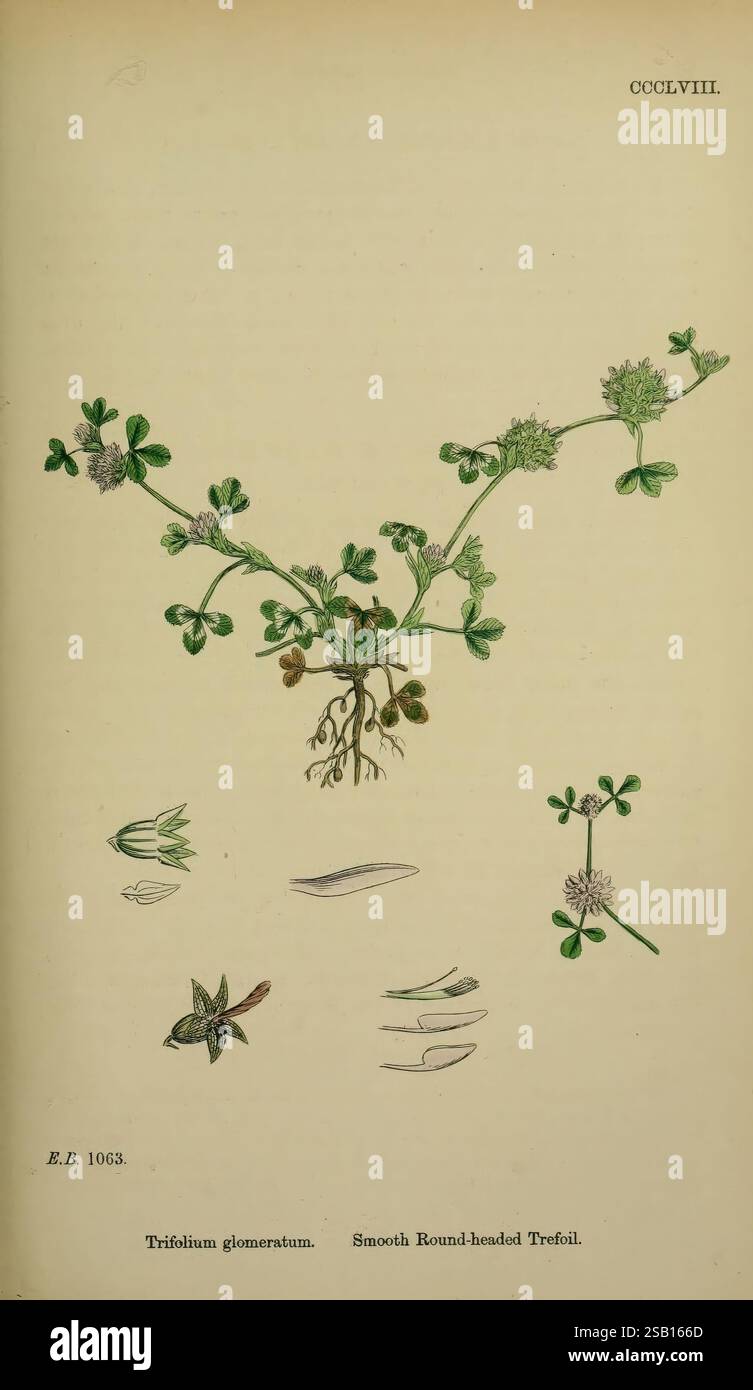 English, botany, Coloured, Figures, of, British, Plants, London, R ...