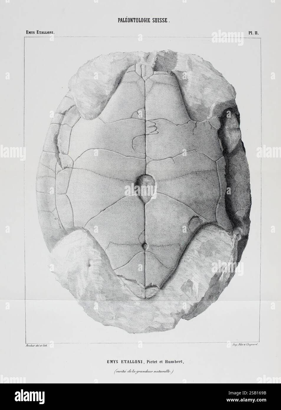 Eocene Turtle Shell Matériaux pour la paléontologie suisse, ou, Recueil de monographies sur ...