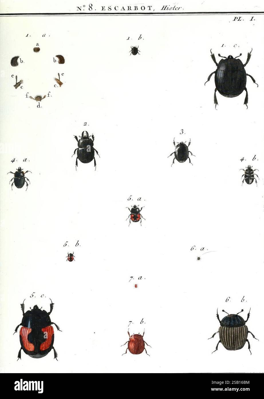 Lower section displays smaller insects hi-res stock photography and ...