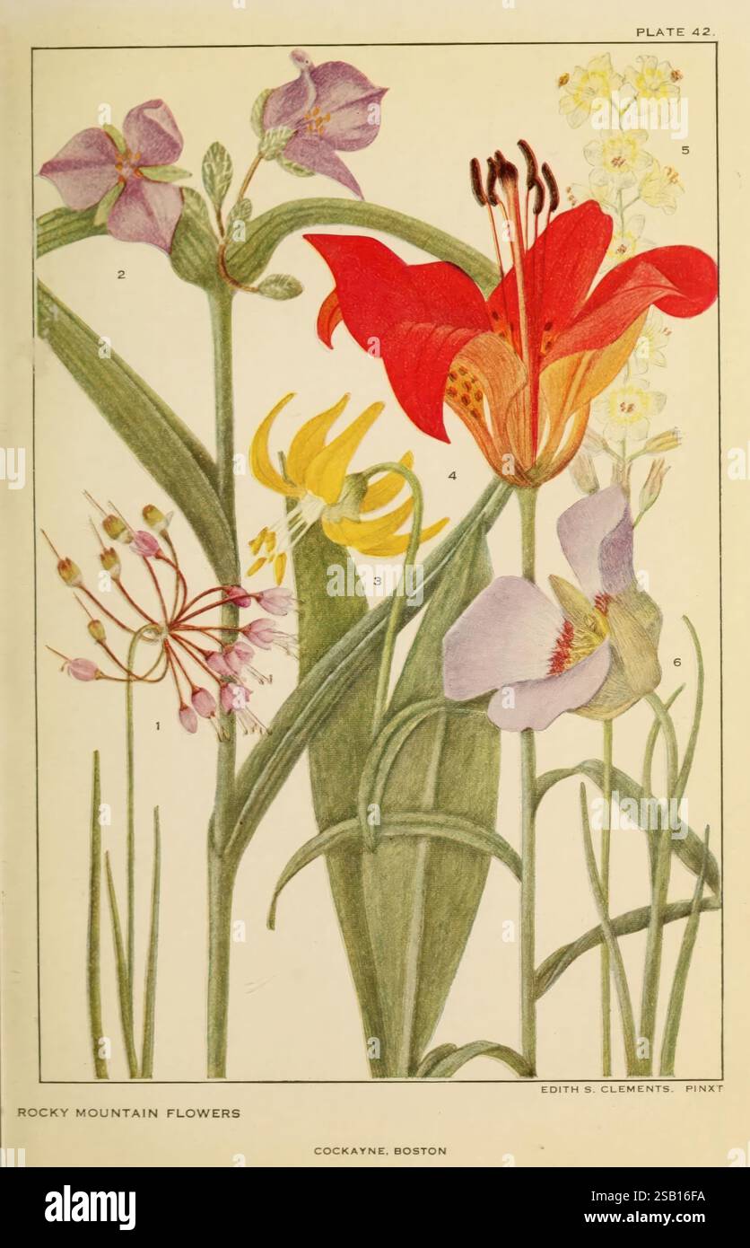 Flowers of Mountain and Plain, New York, H.W. Wilson Co, 1920 ...